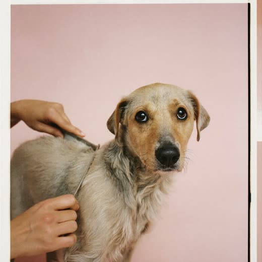 A terrier being combed out by hand
